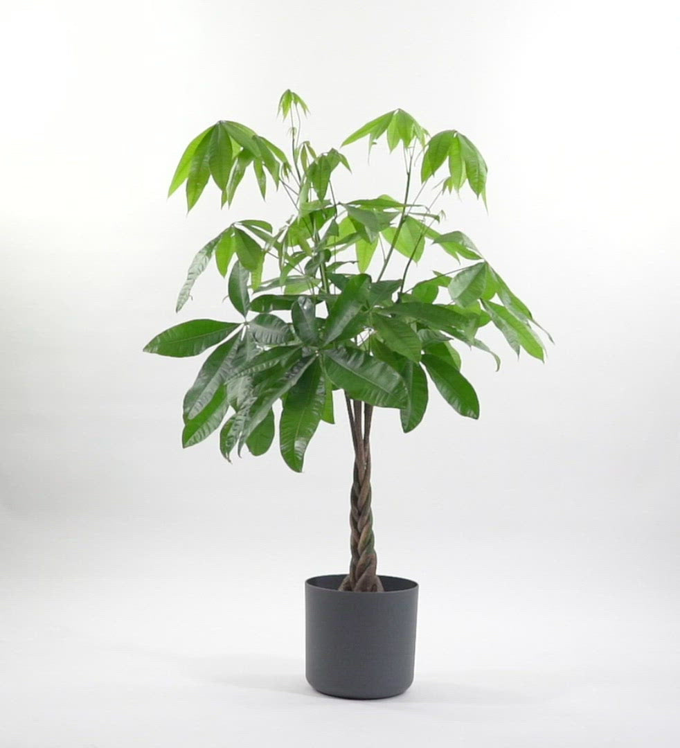 Money Tree