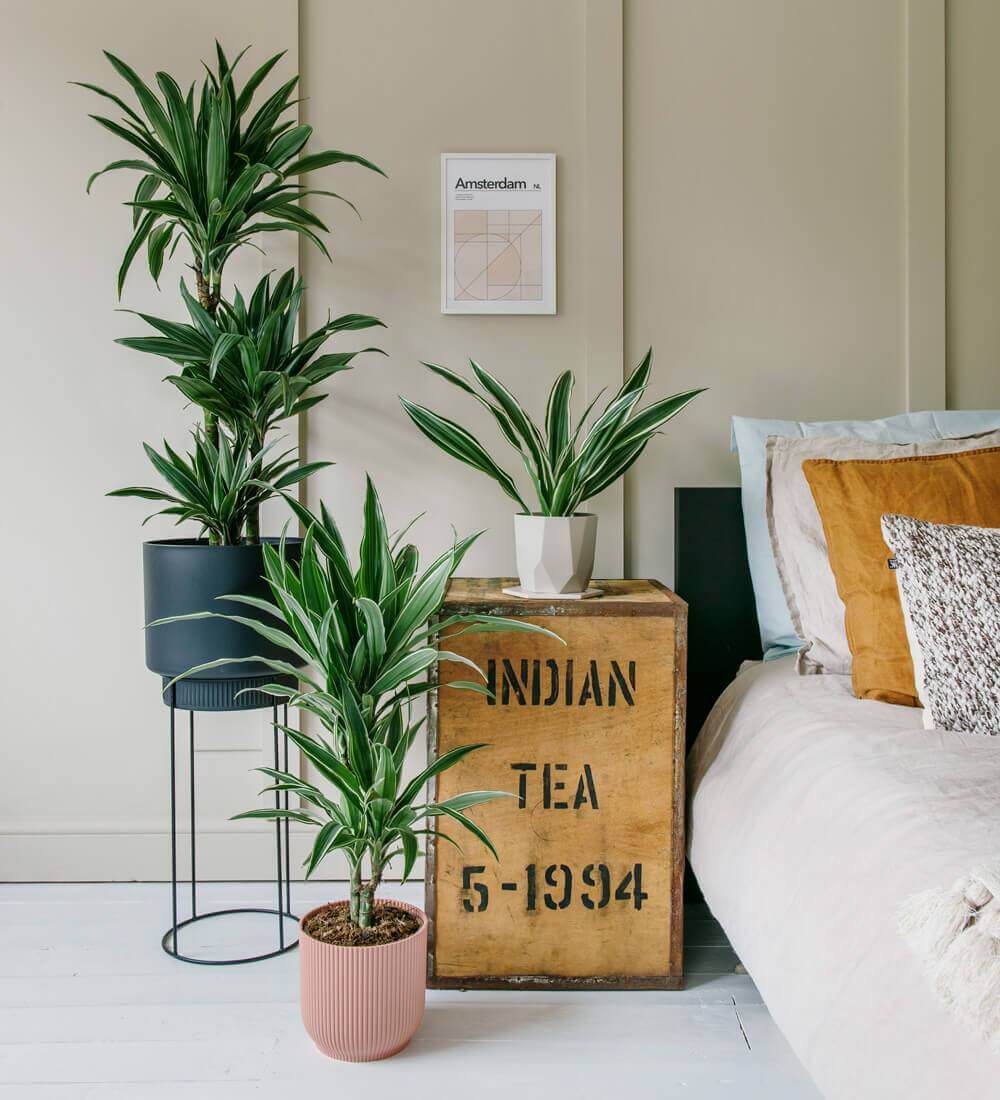 dracaena bedroom Dracaena Fragrans Warneckei