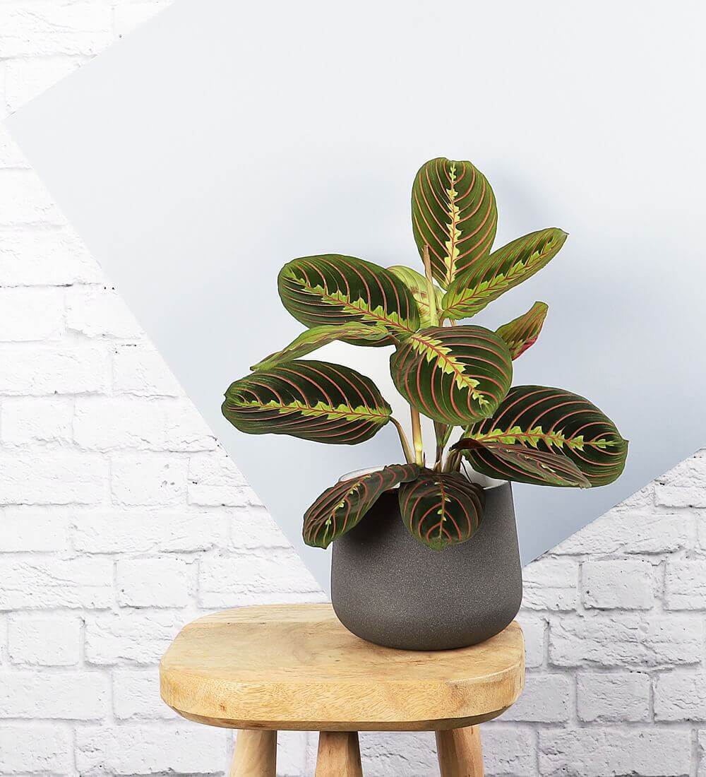 Prayer Plant & Pot