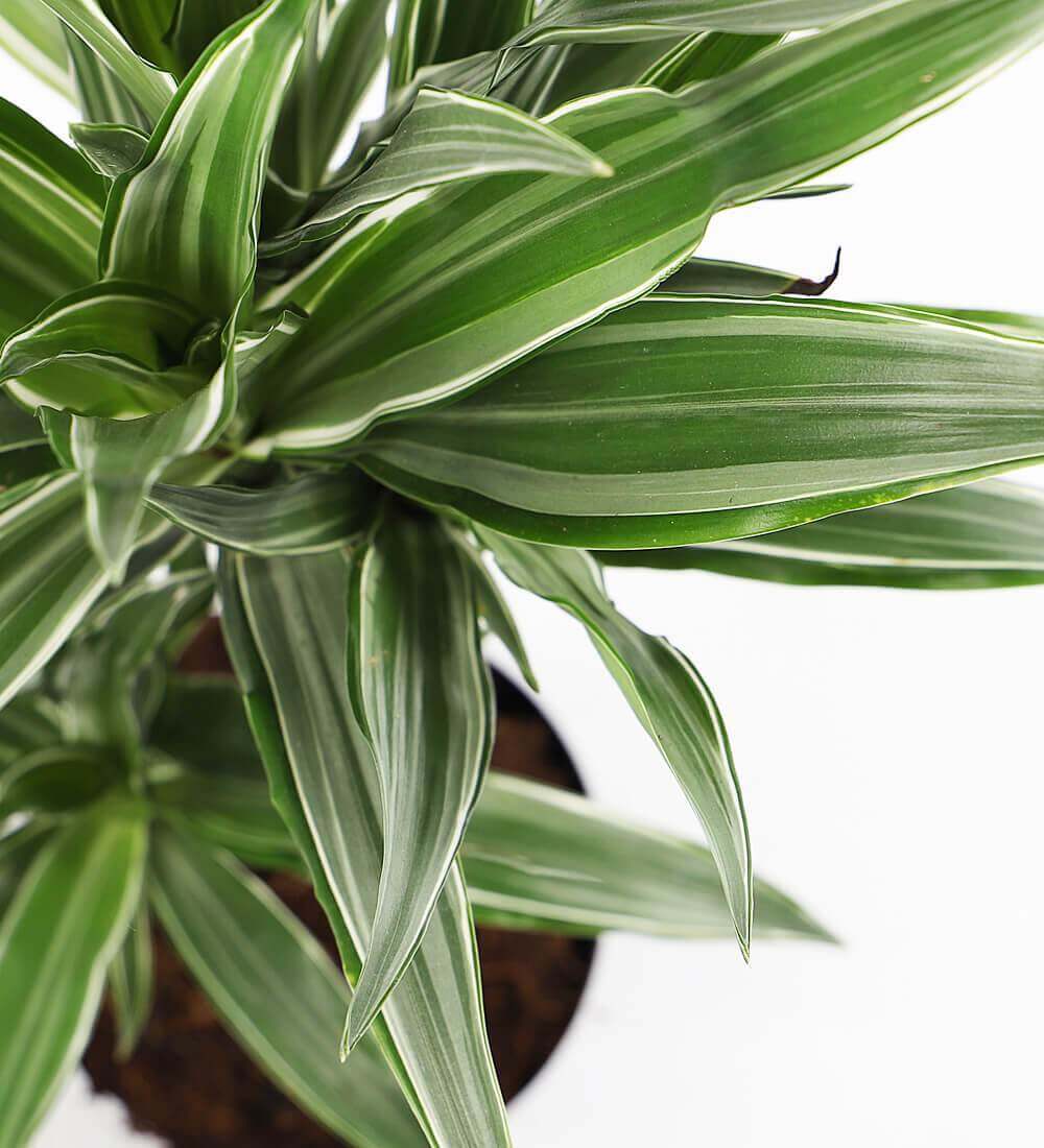 dracaena fragrans warneckei Dracaena Fragrans Warneckei