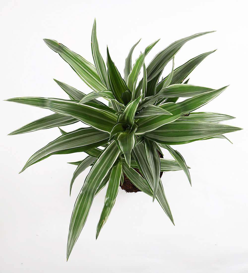 dracaena fragrans warneckei Dracaena Fragrans Warneckei