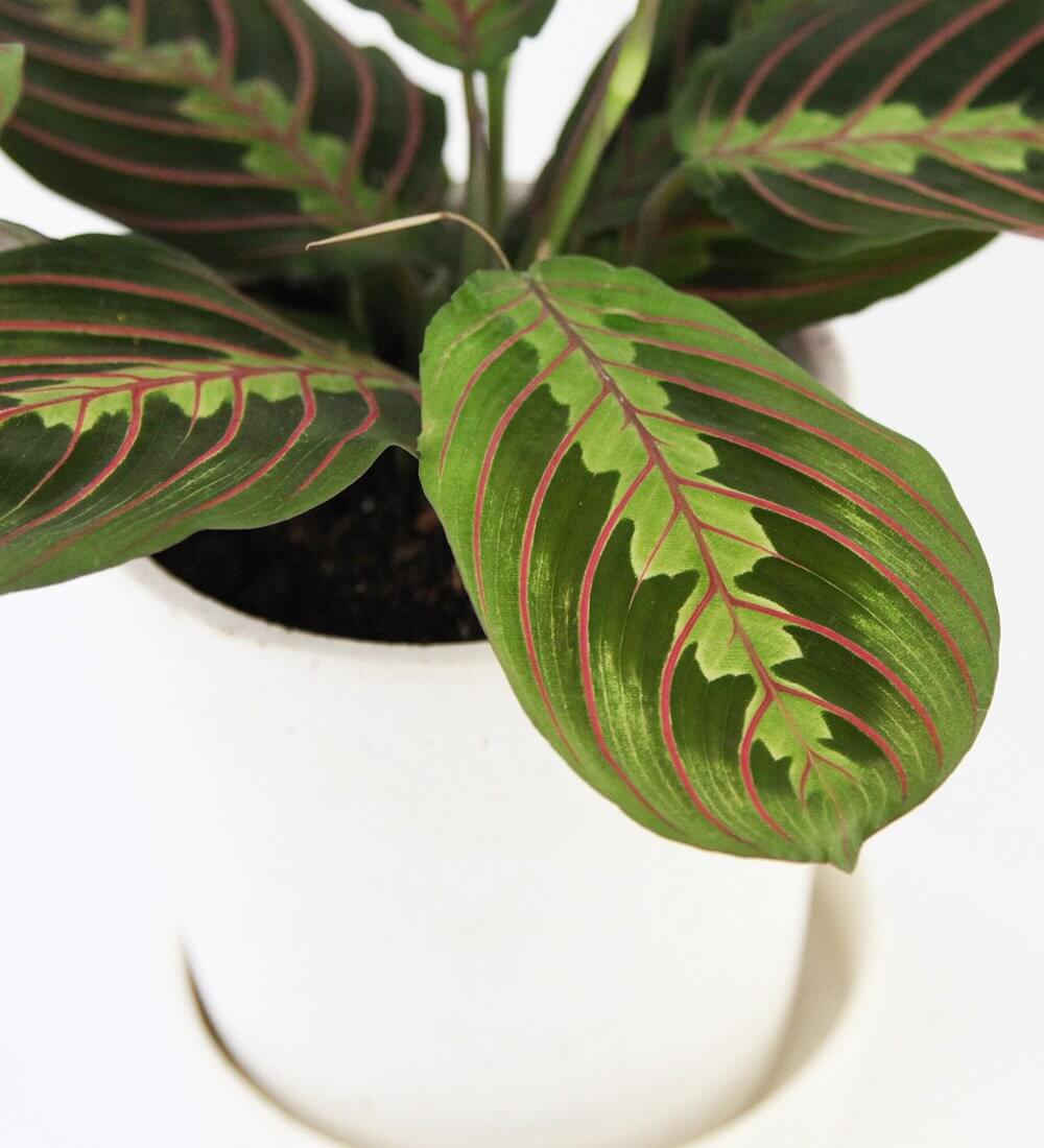 Prayer Plant &amp; Pot